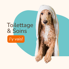 Collection image for: Toilettage & Soins